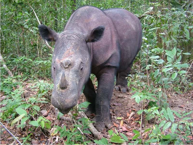 Chassé pour ses cornes, le rhinocéros de Sumatra serait en voie d'extinction. Il n'existerait plus que 250 individus adultes. © <em>Save the Rhino International</em>