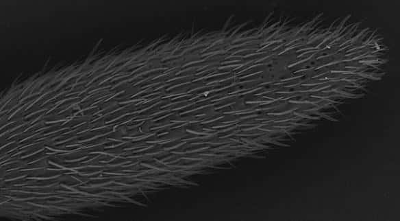Photographie de l'extrémité d'une antenne d'<em>Harpegnathos saltator</em> réalisée au microscope électronique à balayage. Les cils correspondent à des sensilles (organes sensoriels portés par les insectes). Ils interviennent dans les sens du goût, du toucher et de l'odorat. © <em>Anandasankar Ray</em>