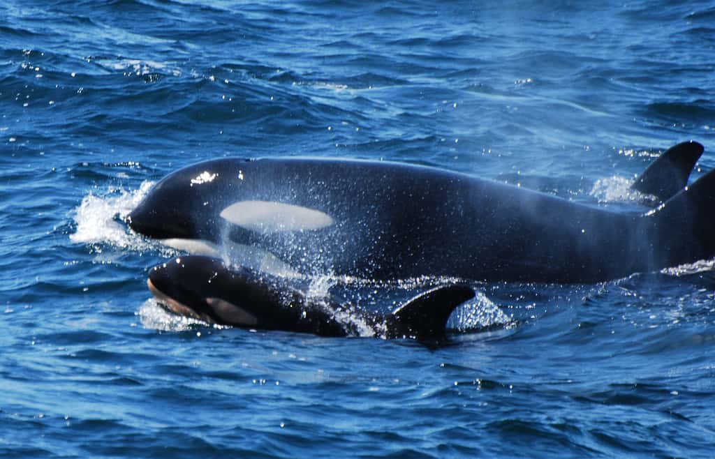 L'espérance de vie maximale des orques est de 90 ans chez les femelles, contre 60 ans pour les mâles. Ces derniers atteignent leur maturité sexuelle à un âge compris entre 12 et 16 ans. © OnceAndFutureLaura, Flickr, CC ny-nc-sa 2.0