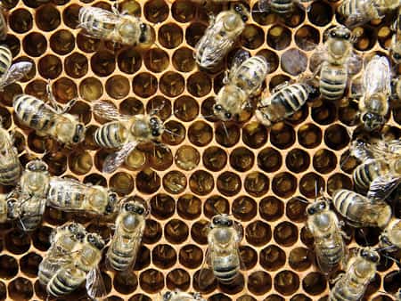 Durant les 20 premiers jours de sa vie, une abeille s'attelle uniquement à des tâches devant être réalisées à l'intérieur de la ruche : nettoyage des cellules, nourrissage des larves, soins à la reine, construction et entretien des rayons, amassage du pollen, ventilation, etc. © Waugsberg, <em>Wikimedia common</em>, CC by-sa 3.0