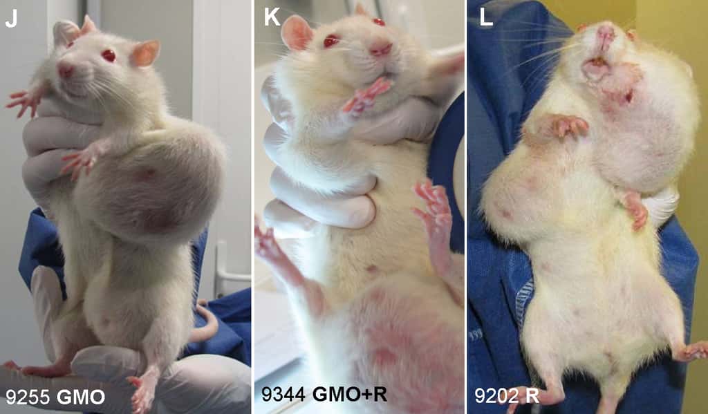 Les rats nourris au maïs OGM (<em>GMO</em>) ou au Roundup (R) ont présenté de nombreuses tumeurs, bénignes ou malignes, extrêmement volumineuses. Pour certaines femelles, elles pouvaient peser jusqu'à 25 % de leur poids. © Criigen