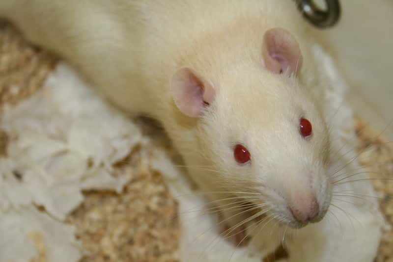 Les rats albinos de la lignée Sprague Dawley sont connus pour développer naturellement des tumeurs en vieillissant, même avec une alimentation saine. Quel a été l'impact des OGM sur leur santé ? © Jean-Etienne Minh-Duy Poirrier, Wikipédia, cc by sa 2.0