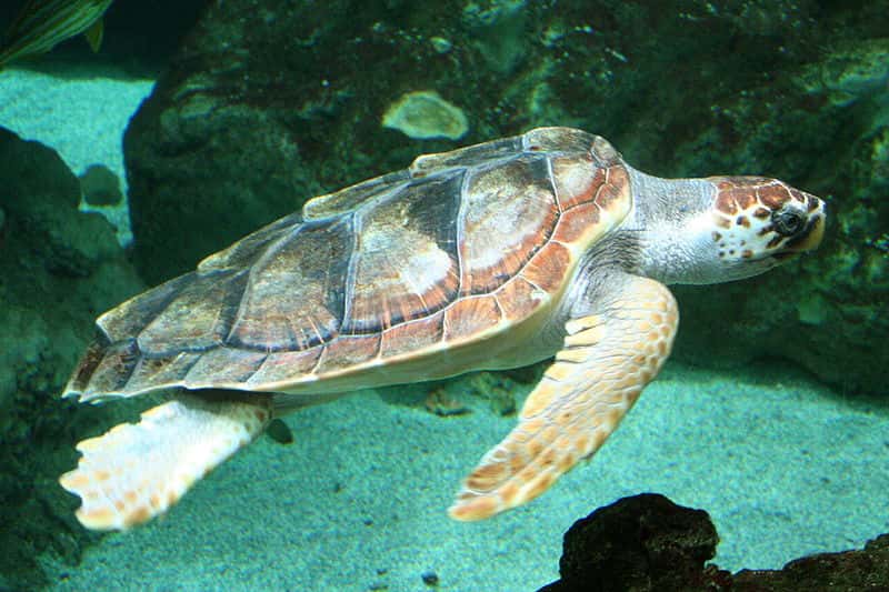 La tortue caouanne <em>Caretta caretta</em> se nourrit de crustacés et de mollusques. Elle pèse en moyenne 105 kg pour une longueur totale de 1,10 m. © Strobilomyces, <em>Wikimedia common</em>, CC by-sa 3.0