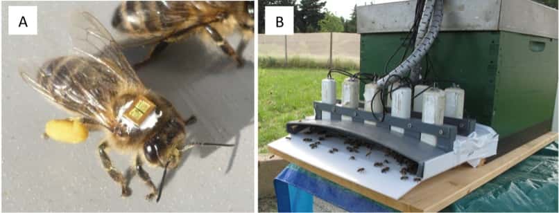 La technologie RFID est utilisée pour caractériser les mouvements effectués par une abeille entre sa ruche d'origine et le milieu extérieur. Ce système se compose d'une micropuce de 3 mg collée sur l'insecte (A) et de détecteurs placés à l'entrée de la colonie (B). © Henry <em>et al.</em> 2012, <em>Science Express</em>