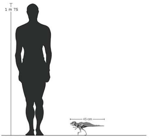 Par rapport à l'Homme, <em>Pegomastax africanus </em>était vraiment un dinosaure minuscule.<em> © </em>Paul Sereno et Carol Abraczinskas