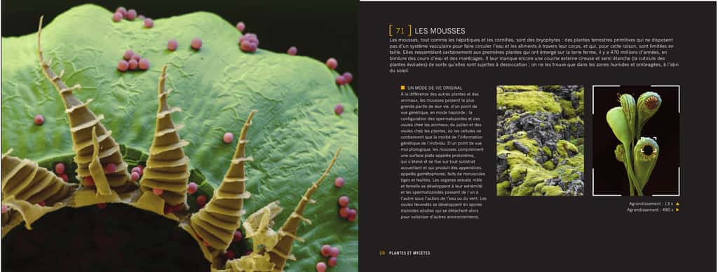 Les mousses sont des plantes primitives. Sous l'œil du microscope électronique, elles se révèlent en toute poésie. © Giles Sparrow/Dunod