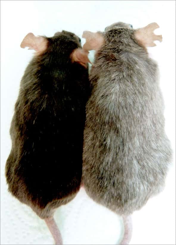 À la naissance, ces deux souris avaient le pelage noir. Mais grâce à une modification génétique, celle de droite voit son pelage s'éclaircir au fil du temps. © A. Eychène et F. Bertrand, Institut Curie