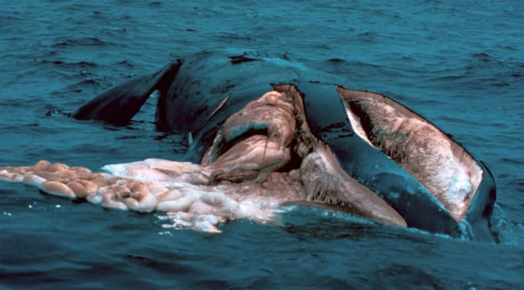 Cette baleine franche de l'Atlantique nord a été lacérée par l'hélice d'un navire. © NOAA, DP