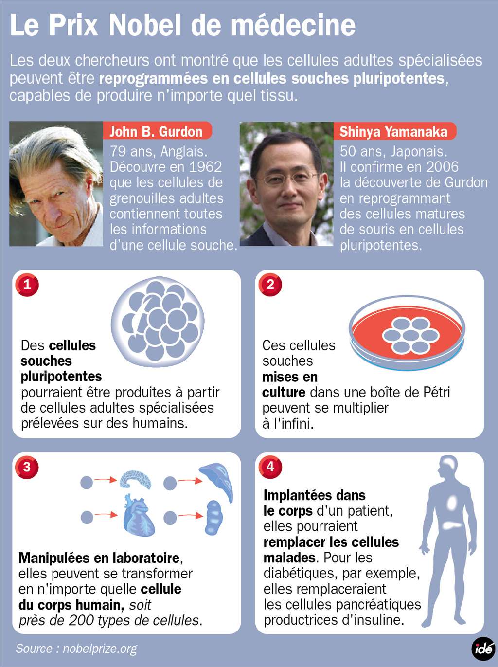Gurdon et Yamanaka ont reçu le prix Nobel 2012 de médecine pour leurs travaux sur les cellules souches pluripotentes induites : à partir de cellules adultes, on pourrait produire n'importe quelle autre cellule pour remplacer celles malades. © idé