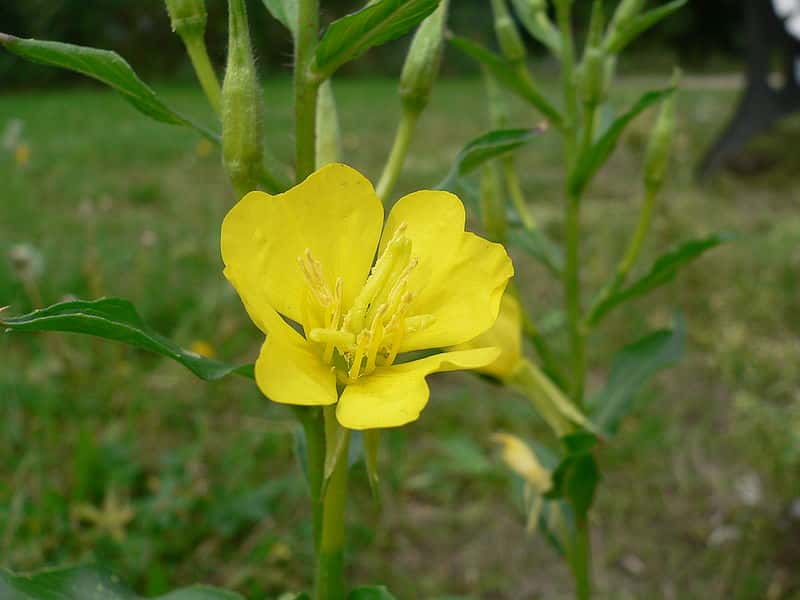 L’onagre bisannuelle <em>Oenothera biennis</em> est une plante herbacée. Elle fleurit en été et peut atteindre 0,8 à 1,2 m de haut. Elle est originaire des États-Unis mais elle s’observe maintenant dans le monde entier. Son huile est également utilisée en cosmétique. ©  Georg Slickers, <em>Wikimedia common</em>,  CC by-sa 2.5