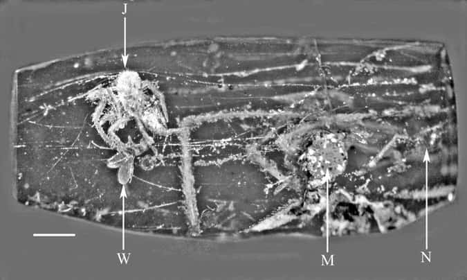 Photographie du morceau d'ambre contenant un <em>Geratonephila burmanica</em><em> </em>juvénile (J) s'attaquant à une mouche (W). En M, à droite de l'image, se trouve une araignée mâle adulte. Des restes de névroptères, des insectes, ont également été observés (N). © Poinar et Buckley 2012, <em>Historical Biology</em>