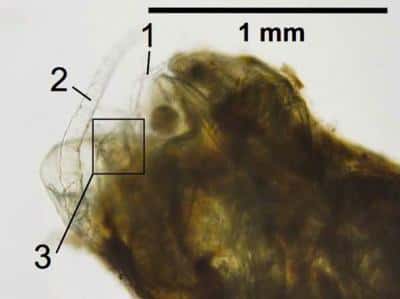 Des restes de copépodes ont été trouvés dans les pelotes fécales d’anchois : en 1, un appendice servant à la nage ; en 2, une antenne ; en 3, une furca (segment en forme de fourche) caudale. Les déjections de ces crustacés participent également à l'emprisonnement du carbone dans les sédiments marins, selon le même principe que celui des poissons. © Grace Saba, <em>Rutgers IMCS</em>