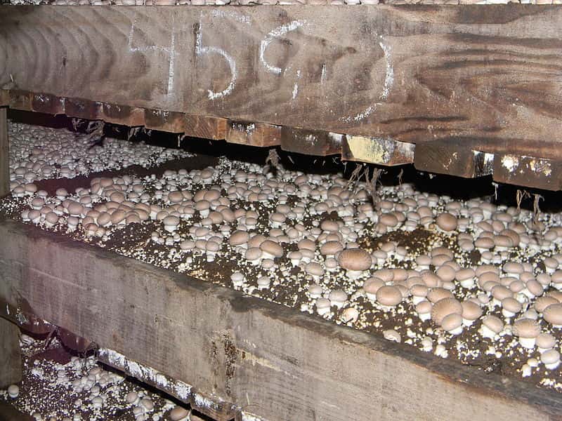 Les champignons de Paris sont cultivés dans des caves ou à l'intérieur d'anciennes carrières souterraines. Leur environnement doit être aéré, mais maintenu à une température constante. © I.G. Safonov, <em>Wikimedia common</em>, CC by-sa 3.0 
