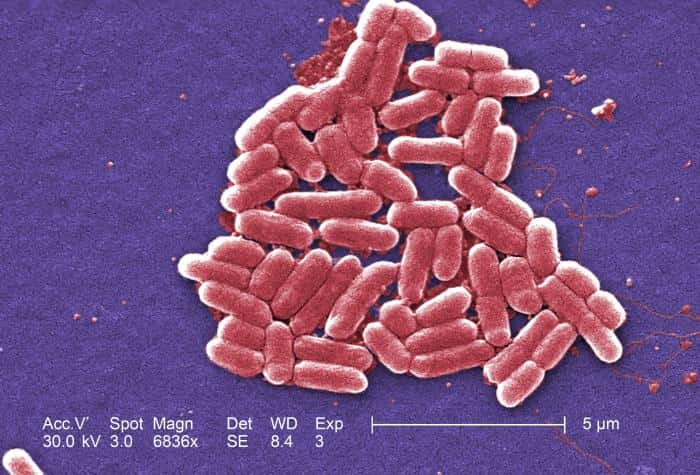 La bactérie <em>Escherichia coli</em> habite dans nos intestins et contribue à notre santé. Cependant, certaines souches s'avèrent pathogènes et des antibiotiques s'imposent pour traiter l'infection. Mais ceux-ci ne sont plus toujours efficaces... © Janice Haney Carr, CDC, DP