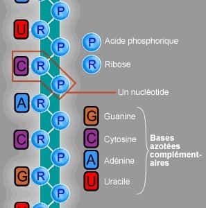 Structure moléculaire de l'acide ribonucléique. L'ARN est très proche chimiquement de l'ADN. La différence se situe au niveau des bases azotées complémentaires. L'ARN possède de l'uracile à la place de la thymine. © Guillaume Bokiau, <em>Wikimedia common</em>, CC by-sa 3.0