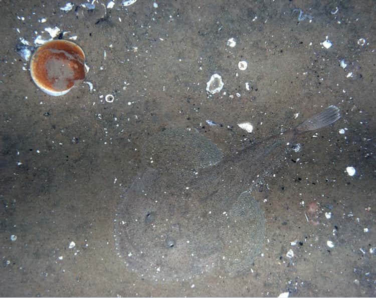 Cette photographie prise par <em>Habcam</em> fait partie des 100.000 clichés mis en ligne sur Seafloor Explorer. On y voit, évoluant sur un fond sableux recouvert de débris de coquilles, un pétoncle géant (<em>Placopecten magellanicus</em>) et un crapaud de mer (un poisson, plus précisément la lotte <em>Lophius americanus</em>). N’hésitez pas à partager ces simples informations avec les chercheurs, ils ne demandent que cela. © <em>HabCam Group, Woods Hole Oceanographic Institution</em>