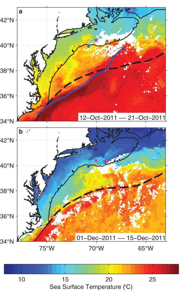 Maxima de température de surface de la mer représentés pour deux périodes : (a) entre le 12 et le 21 octobre 2011 et (b) entre le 1<sup>er</sup> et le 15 décembre. Sur la figure (a), la ligne tiretée définit la trajectoire moyenne du Gulf Stream durant cette période, la ligne bleue indique la trajectoire observée en septembre 2011. La figure montre que le centre du courant, à 39° N : 68° W a dévié vers le nord. Sur la figure (b), la ligne tiretée suit la trajectoire moyenne du Gulf Stream durant cette période. La ligne en trait plein présente en (a) et (b) la limite du plateau continental. On observe de larges méandres sur la figure (b). © Glen Gawarkiewicz <em>et al.</em>, <em>Scientific Reports</em>