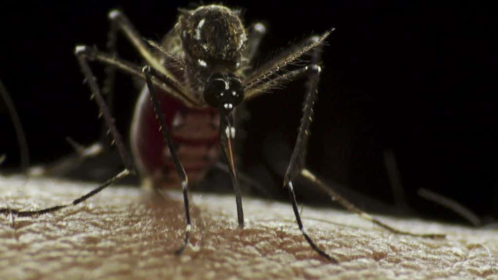 Les moustiques du genre <em>Aedes</em> attrapent le virus de la dengue en piquant un Homme infecté. En allant sucer le sang d'une autre victime humaine, l'insecte dissémine le parasite. Ce virus est le plus meurtrier de ceux transmis par des moustiques. © Sanofi Pasteur, Flickr, cc by nc nd 2.0