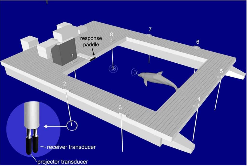 Dispositif expérimental utilisé pour tester la vigilance des dauphins au cours du temps. Huit paires de transducteurs, composées d'un récepteur (<em>receiver transducer</em>) et d'un émetteur (<em>projector transducer</em>), sont placées autour de l'enclos. Les animaux devaient signaler, en touchant ou non la palette (<em>response paddle</em>), s’ils avaient détecté une cible fantôme. © Branstetter <em>et al.</em> 2012, <em>Plos One </em>