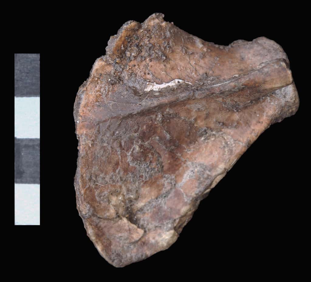 Vue dorsale de l’omoplate droite de Selam. Le squelette Dik-1-1 serait le plus complet jamais trouvé pour un <em>Australopithecus afarensis</em>. La barre d'échelle mesure 4 cm. © Zeray Alemseged, <em>Dikika Research Project</em>