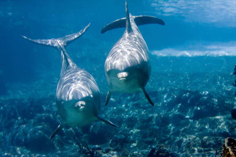 Les grands dauphins (<em>Tursiops truncatus</em>) peuvent atteindre 3,5 m de long, pour un poids de 400 kg. Certains de leurs groupes comptent jusqu'à 50 individus. © jeffk42, Flickr, cc by nc 2.0 