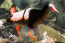 Le Râle de Calayan (Gallirallus calayanensis) vient d'être découvert sur l'île de Calayan, au nord des Philippines (image légèrement retouchée par l'auteur) &copy; Photo : Carmela Española - www.birdwatch.ph