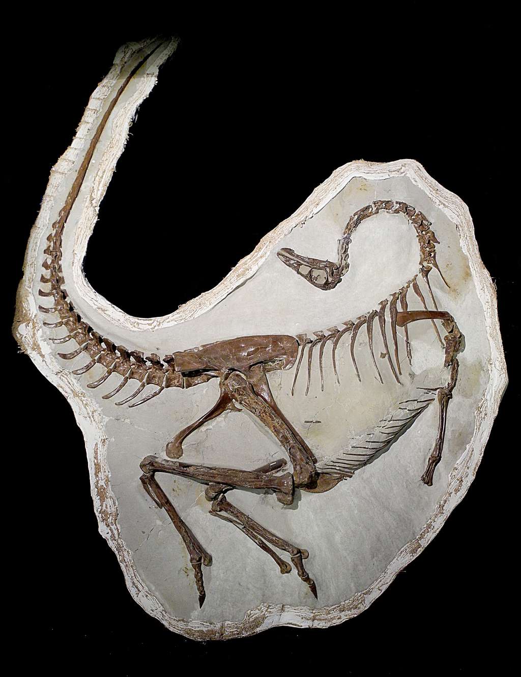 Squelette de l’<em>Ornithomimus edmontonicus </em>ayant conservé des traces de plumes sur ses cubitus. Les adultes de cette espèce pouvaient peser entre 100 et 150 kg. © <em>Royal Tyrrell Museum</em>