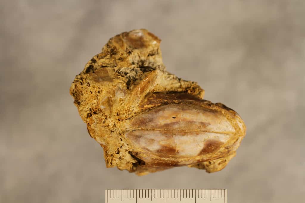 Le fossile ayant permis la description de <em>Reidus hilli</em>, une nouvelle espèce de cœlacanthe. Cet animal appartenait à la famille des dipluridés, un nom donné en hommage au plus jeune cœlacanthe du Trias, le <em>Diplurus</em>. © <em>SMU Research Blog</em>