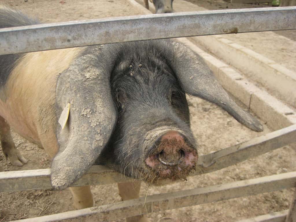 En 2008, 36,9 % de la viande produite dans le monde était d'origine porcine. © Mister F., Flickr, CC by-nc-nd 2.0