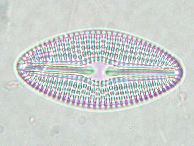 Les diatomées pourraient représenter plus de 80 % du phytoplancton. Elles seraient le groupe végétal le plus répandu et désignent plus de 6.000 espèces. © fabelfroh, Flickr, cc