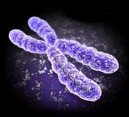 Présent sous deux exemplaires chez les femmes et un seul chez les hommes, le chromosome X est parfois responsable de maladies chromosomiques ou génétiques qui peuvent être particulièrement graves. © DR