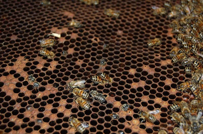 La loque américaine sévit également en France. Les bactéries s'attaquent aux larves d’abeilles de moins de 55 heures, lesquelles sont d'ailleurs contaminées par la nourriture. © Tanarus, <em>Wikimedia common</em>, CC by-3.0