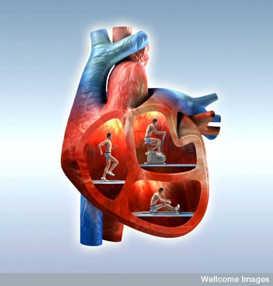 Le cœur est une source d'énergie. Les auteurs de ce travail comptent exploiter les déformations mécaniques dues aux pulsations pour collecter de l'énergie et la transmettre sous forme électrique à un pacemaker. © Oliver Burston, Wellcome Images, Flickr, cc by nc nd 2.0