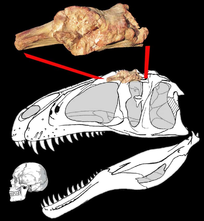 Le fragment d’os du <em>Sauroniops</em> <em>pachytholus</em>, le nouveau dinosaure trouvé au Maroc, a été repositionné dans un crâne de carcharodontosaure. Le crâne humain fournit une échelle. © Andrea Cau