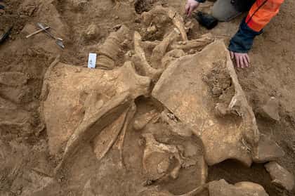 Les restes d'un mammouth laineux mis au jour dans une carrière de Changis-sur-Marne constituent un squelette quasiment complet, et ces ossements sont associés à un éclat de silex taillé de main d'Homme. © Inrap