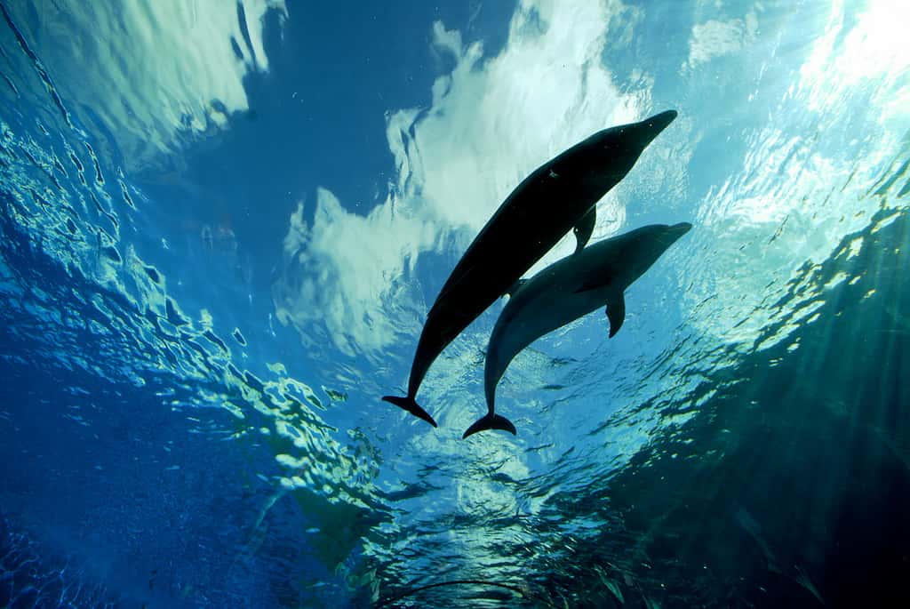 Près de 40.000 espèces marines pourraient encore être supprimées de l’inventaire de la diversité des océans. Elles seraient en effet présentes sous deux noms différents dans les listes. Les synonymes posent vraiment problème. © LaPrimaDonna, Flickr, cc by 2.0