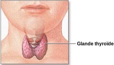 La thyroïde, située au niveau du cou, intervient dans la régulation de systèmes hormonaux. Elle est indispensable à l'intelligence, car une hypothyroïdie est associée au crétinisme. © NIH, Wikipédia, DP
