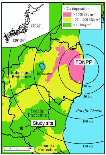 Carte présentant les retombées cumulées de césium 137 (<em><sup>137</sup>CS deposition</em>) mesurées (en Bq/m²) autour de la centrale de Fukushima-Daiichi (FDNPP) entre mars et août 2011. Hiroaki Kato a réalisé ses mesures au sein de plantations situées au niveau de l'étoile noire (<em>Study site</em>). © Kato <em>et al.</em>,<em> </em>2012, <em>Geophysical Research Letters</em>