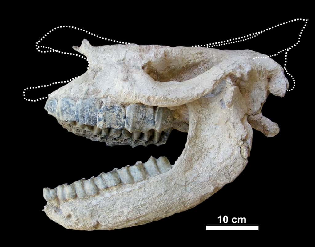 Ce crâne de <em>Ceratotherium neumayri</em>, un rhinocéros à deux cornes aujourd'hui disparu, a été découvert dans une roche volcanique en Anatolie (Turquie). Les lignes en pointillés indiquent la position de certaines parties manquantes. © Pierre-Olivier Antoine