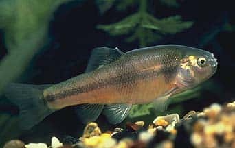Le poisson tête de boule (<em>Pimephales promelas</em>) vit naturellement dans les eaux tempérées de l'Amérique du Nord. Il a récemment été introduit en Europe où il est localement considéré comme une espèce invasive. Il est apprécié par les pêcheurs qui l'utilisent comme appât. © <em>Utah Division of Wildlife Resources</em>