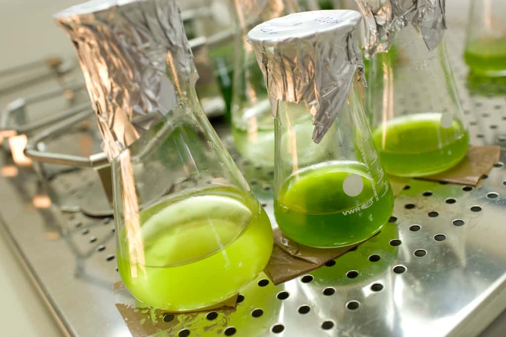 En absence de soufre dans le milieu, <em>Chlamydomonas reinhardtii</em> réduirait sa photosynthèse au profit d’une voie métabolique produisant de l’hydrogène. Cette algue unicellulaire pourrait à terme être utilisée pour synthétiser des biocarburants de 3<sup>e</sup> génération. © université de Bielefeld
