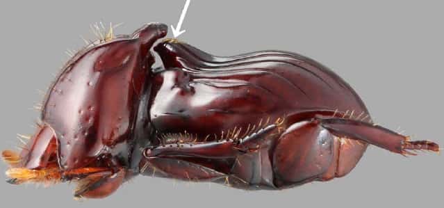 Ce scarabée <em>Eocorythoderus incredibilis </em>mesure 3 mm de long. L'excroissance indiquée par la flèche blanche correspond à la poignée saisie par les termites qui le transportent. Un nouveau genre a dû être créé pour classer cet insecte. © Maruyama 2012, <em>Zootaxa</em>