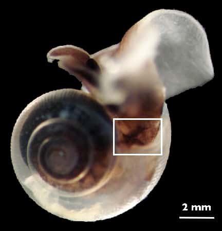 La coquille de l'escargot marin de l'océan Austral, <em>Limacina helicina antarctica</em>, est majoritairement constituée d'aragonite, dont l'acidification des océans érode les couches supérieures. © S. Comeau, G. Gorsky, R. Jeffree, J.-L. Teyssié &amp; J.-P. Gattuso, Wikipédia, cc by 3.0 