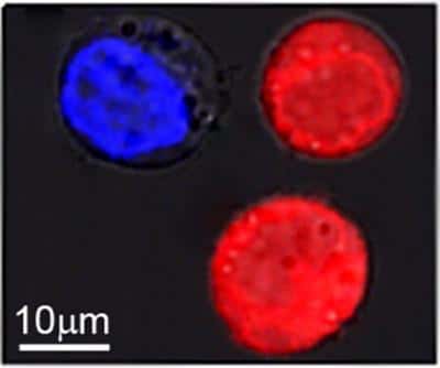 Dans cette expérience, les chercheurs ont utilisé plusieurs cellules mais leur ont fait subir un traitement différent. Celles en bleu intègrent des nanoparticules pleines tandis que celles en rouge incorporent des nanoparticules creuses... © <em>Plasmonic Nanobubble Lab</em>, université Rice