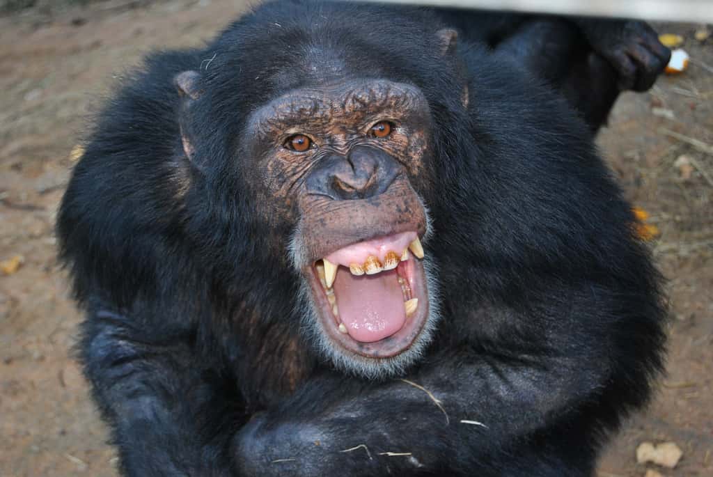 Les chimpanzés mâles restent durant toute leur vie dans la communauté qui les a vus naître. Quant aux femelles, elles peuvent migrer vers un autre groupe à l'adolescence. © AfrikaFroce, Flickr, cc by 2.0