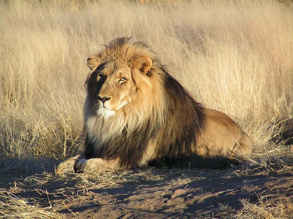 Le lion d'Afrique est fortement menacé par l'intrusion de l'Homme dans la savane. La surface de l’habitat naturel des lions a diminué de 75 % depuis les années 1960. La photo a été prise en Namibie. © yaaaay, Wikipédia, cc by 2.0