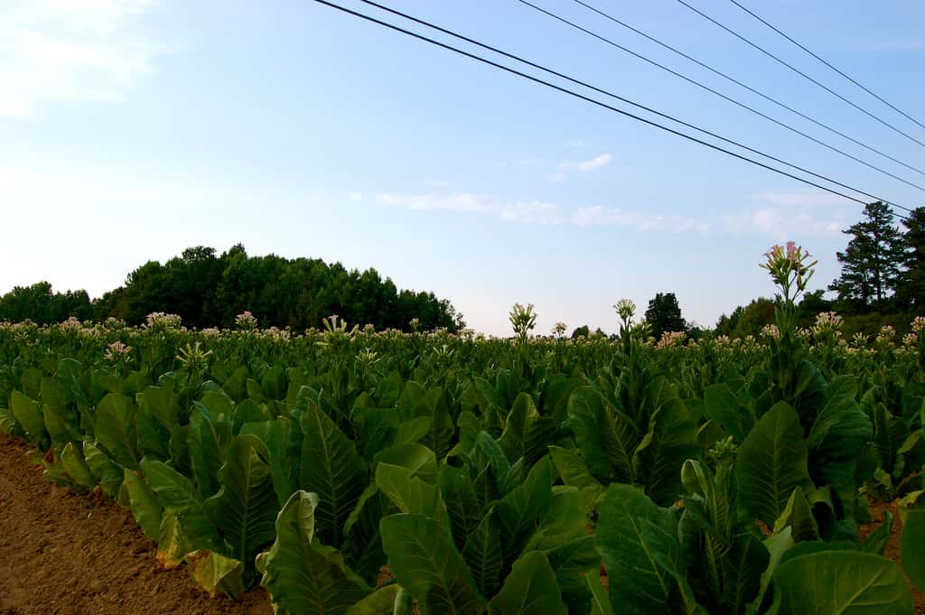 Le genre <em>Nicotiana </em>inclut l'espèce <em>Nicotiana tabacum</em>, c'est-à-dire le tabac. Les feuilles de cette plante produisent des alcaloïdes composés à 93 % de nicotine. © taberandrew, Flickr, cc by 2.0