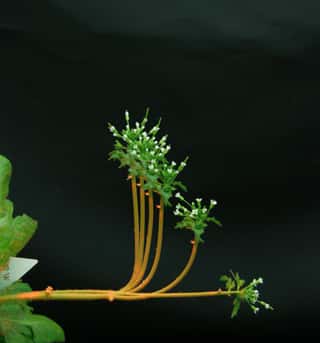 Formes successives d'une inflorescence de l'arabette des dames (<em>Arabidopsis thaliana</em>) au cours de son redressement après une inclinaison à l'horizontale. On voit que l'ensemble de la tige commence par se courber vers le haut. La partie haute se rectifie ensuite progressivement et la courbure se concentre à la base (taille de la hampe : 10 cm, durée totale : 20 h). © Bastien,  Douady et Moulia, Inra