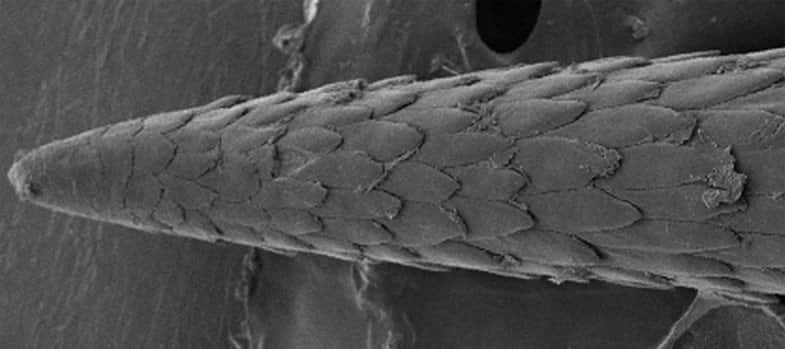 Voici les 3 derniers mm d'une épine de porc-épic vue au microscope optique. On peut voir comme une structure en écailles, qui sont en fait autant de petits piquants qui facilitent la pénétration dans la peau et qui, en même temps, font office d'hameçons lorsqu'on veut la retirer. © Avec l'aimable autorisation de Jeffrey Karp
