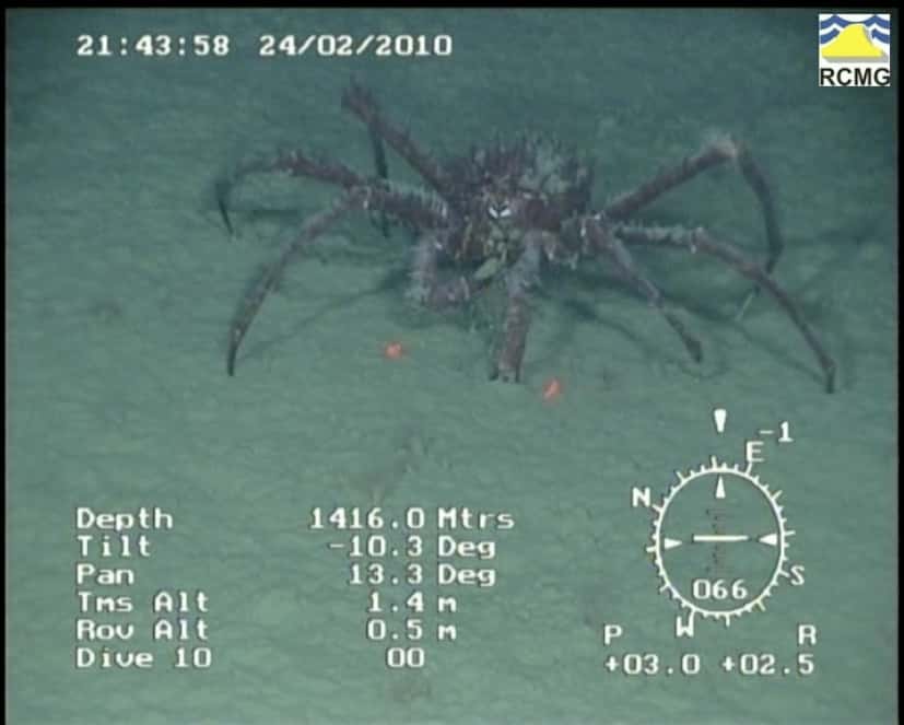 Un crabe royal capturé par la caméra du submersible <em>Genesis</em>. Il est ici en train de se nourrir. © Craig Smith, RCMG